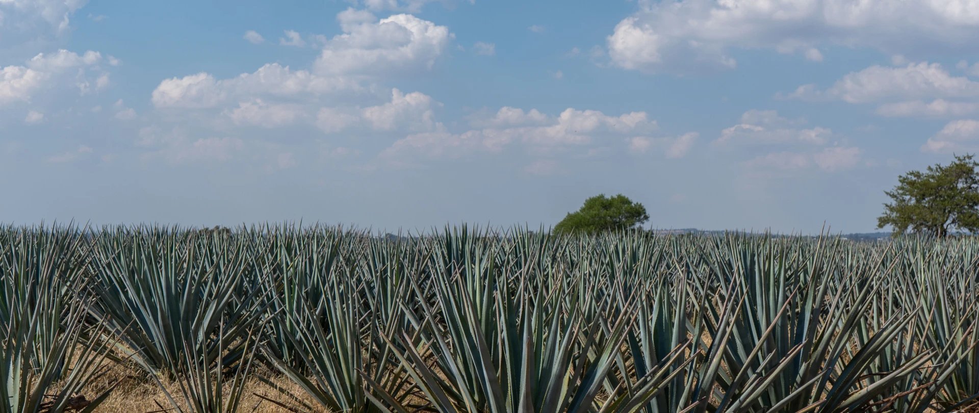 Blue agave fields under a bright sky in Jalisco